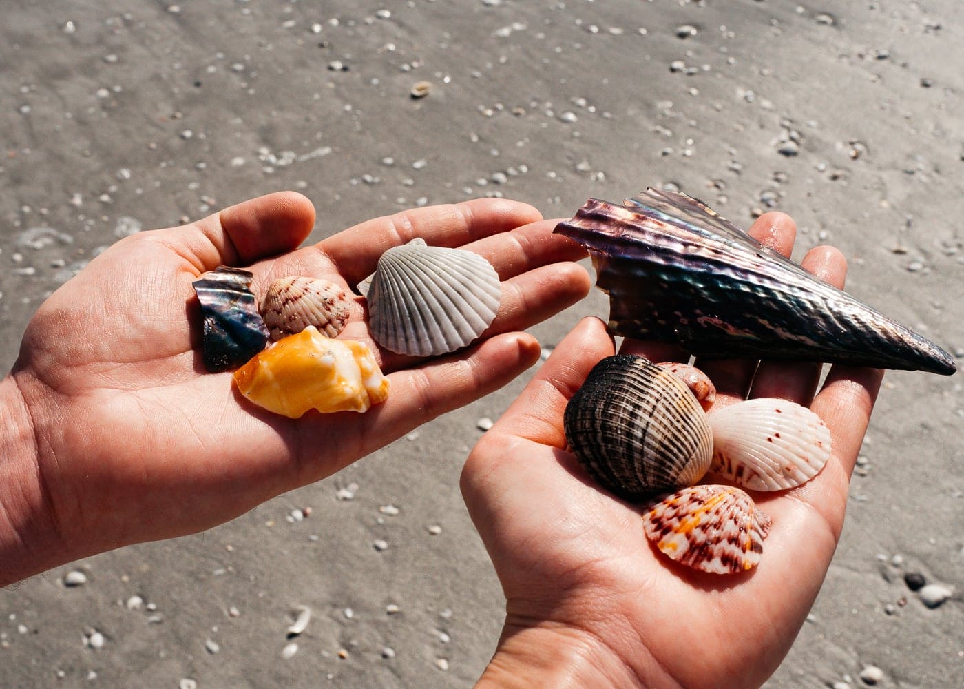 Collecting shells at Sanibel Island