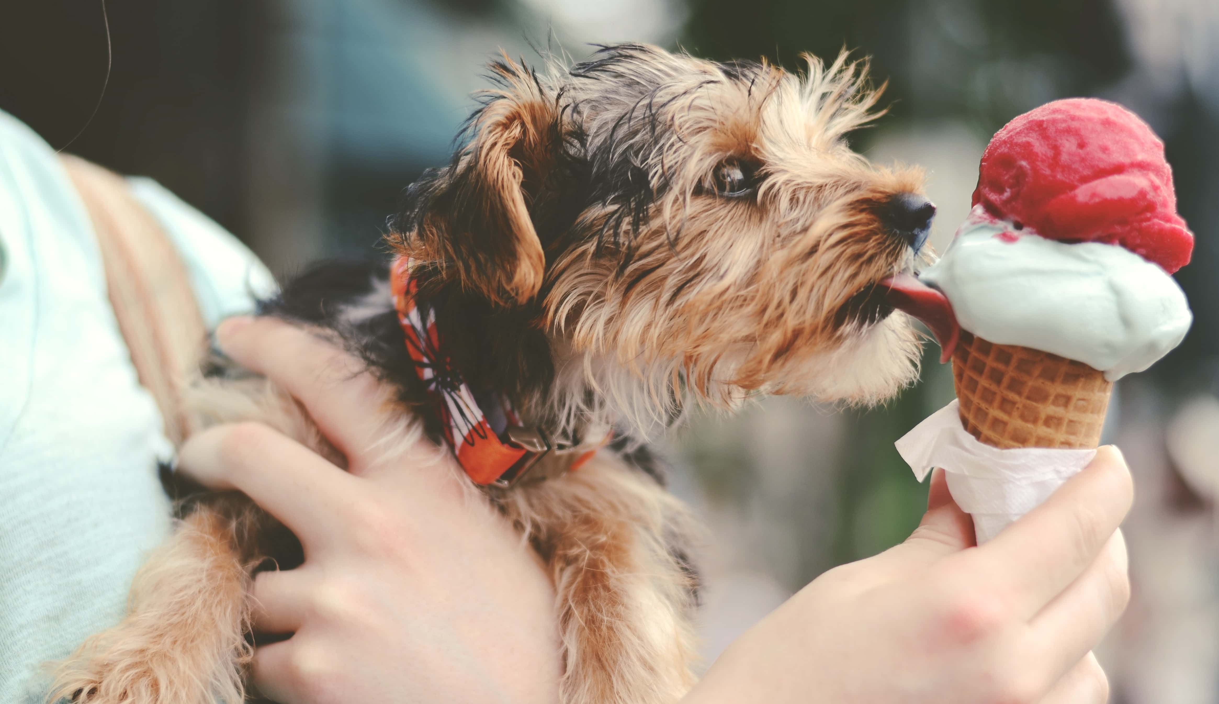 Dog licking ice cream